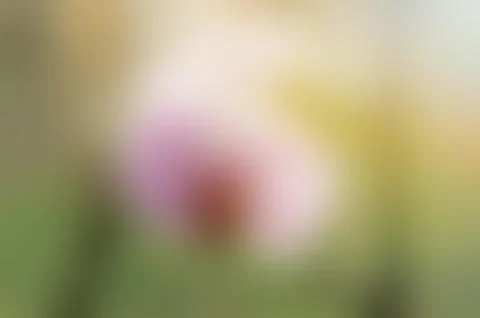 Blurred Orchid Stock Illustration