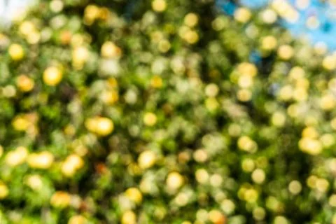 Blurred out apple tree Stock Photos