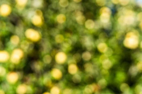 Blurred out apple tree Stock Photos