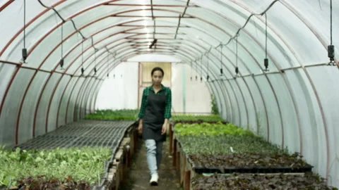 Blurred, out of focus pretty young girl worker walks through the greenhouse Stock Footage 133736320