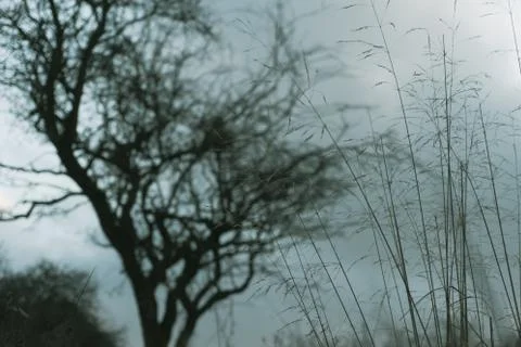 A blurred, out of focus tree in the background, With a close up of grasses. Foto stock