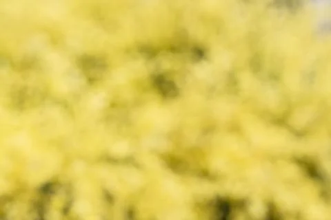 Blurred out of focus yellow spring flower or blooming bush babstract background. Stock Photos