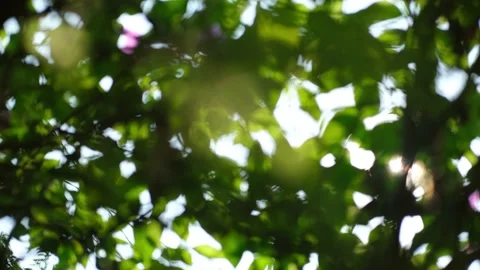 Blurred Out Of Focussing Technique Of The Tree Leaves With Sunshine. Slow Motion Stock Footage 201586930