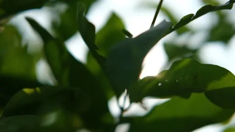 Blurred Out Of Focussing Technique Of The Tree Leaves With Sunshine. Slow Motion Stock Footage 201586941