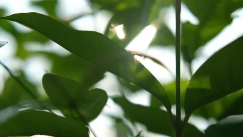 Blurred Out Of Focussing Technique Of The Tree Leaves With Sunshine. Slow Motion Stock Footage 201586977