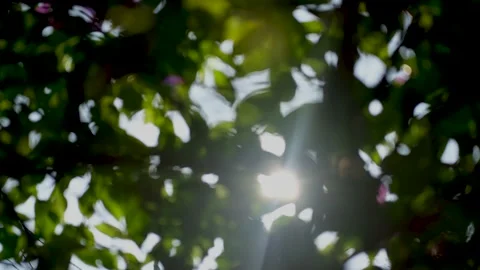 Blurred Out Of Focussing Technique Of The Tree Leaves With Sunshine. Slow Motion Stock Footage 201586997