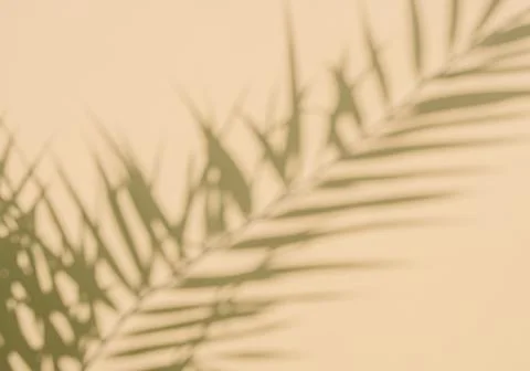 Blurred palm leaf shadow Stock Photos