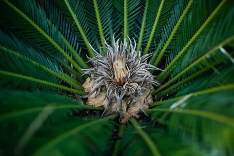 Blurred : Palm tree Stock Photos