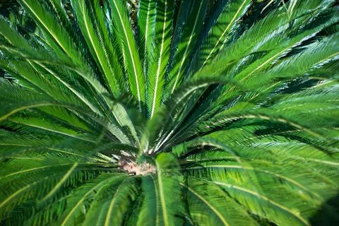Blurred : Palm tree Stock Photos