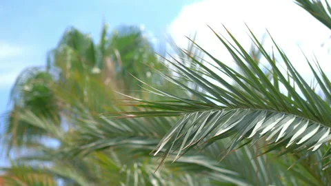 Blurred palm trees background in 4k slow motion 60fps Stock Footage 233326249