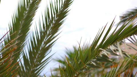 Blurred palm trees background in 4k slow motion 60fps Stock Footage 260223117