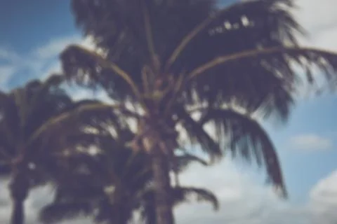 Blurred Palm Trees Blowing in the Wind with Instagram Style Filter 스톡 사진