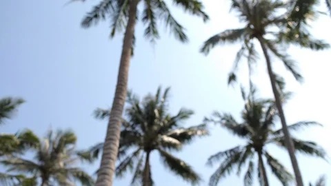 Blurred palms trees against the sky Stock Footage 88280641