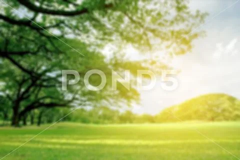 Blurred park, natural background with burst light Stock Photos
