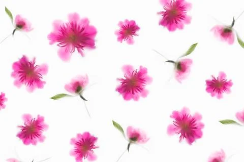 Blurred pattern of pink peony under matte surface on a white background Stock Photos