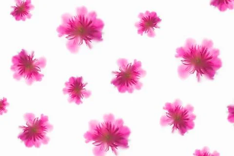 Blurred pattern of pink peony under matte surface on a white background Stock Photos