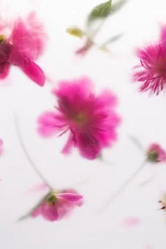 Blurred pattern of pink peony under matte surface on a white background Stock Photos