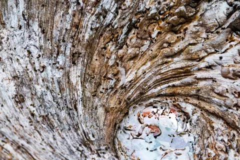 Blurred Patterns and Textures of Sea Shell Stock Photos
