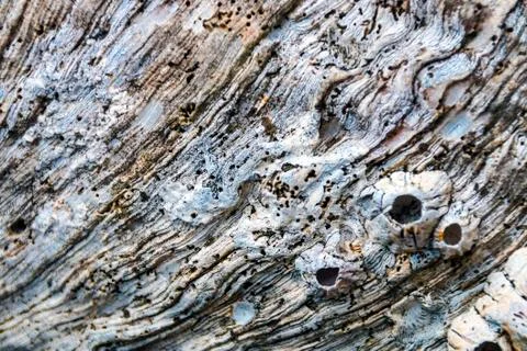 Blurred Patterns and Textures of Sea Shell Stock Photos