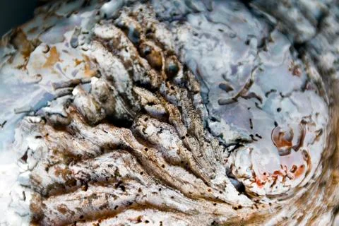 Blurred Patterns and Textures of Sea Shell Stock Photos