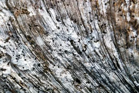 Blurred Patterns and Textures of Sea Shell Foto stock