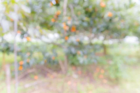 Blurred Persimmon tree with bokeh background. Stock Photos