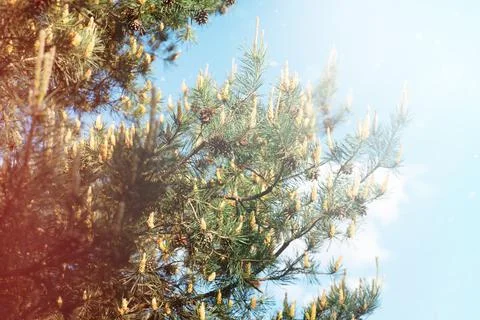 Blurred Pine branches, background for your design. Stock Photos