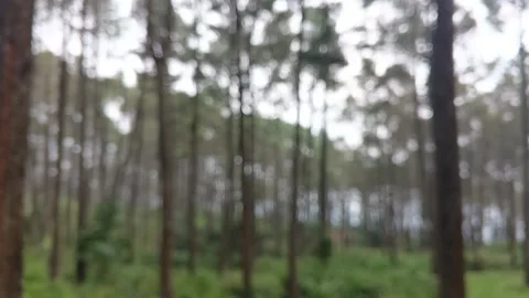 Blurred Pine Forest Trees in Natural Landscape Stock Footage 316451813