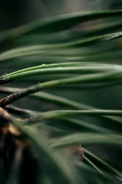 Blurred pine needles background with organic green tones and space for text Stock Photos