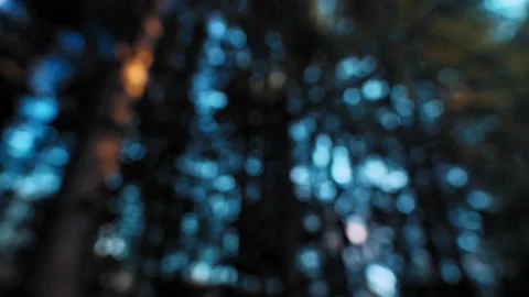 Blurred pine tree forest Stockbeeldmateriaal 168276768