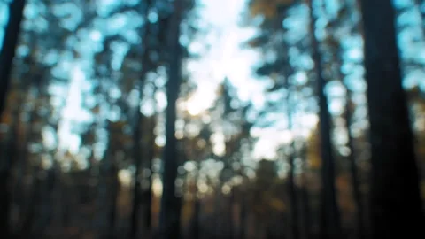 Blurred pine tree forest at sunset Stockbeeldmateriaal 168117392