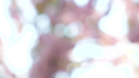 Blurred pink abstract background, bokeh of sunlight shining through cherry Stock Footage 272757288