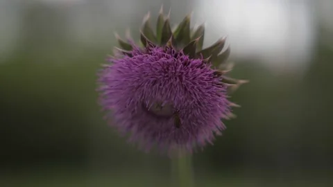 Blurred pink Blessed milk thistle flower, close up. Silybum Marianum Stock Footage 155827301