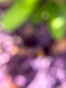 Blurred purple background (2) Stock Photos