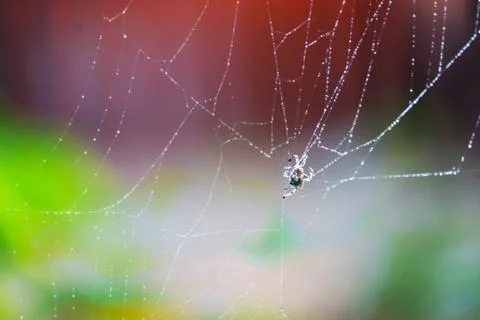 Blurred rain drop pattern abstract spiderweb natural and rain drop Foto stock