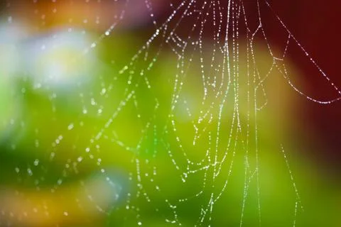 Blurred rain drop pattern abstract cobweb or spiderweb natural and rain drop Foto stock