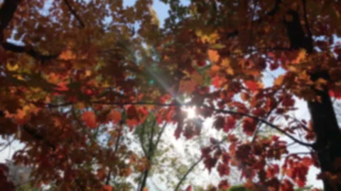 Blurred rays of light shine through the red and orange leaves. The branches of a Video stock 265018468