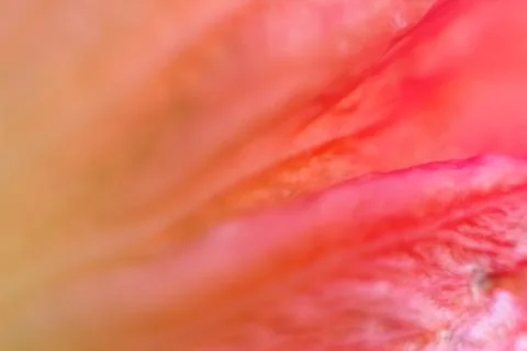 Blurred red abstract background. Macro flowers. Copy space design. Gradient. Out Stock Photos