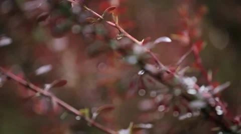 Blurred Red Bunch Background With Water Drops Stock Footage 62408059