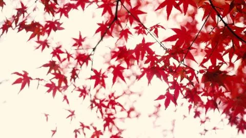 Blurred red color maple leaf . Stock Photos
