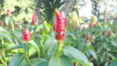 Blurred red flower background Stock Illustration