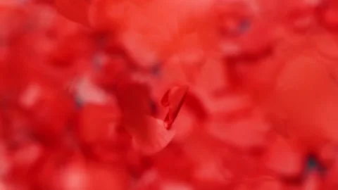 Blurred red heart shape confetti falling, Valentine's day holyday background Stock Footage 183750323