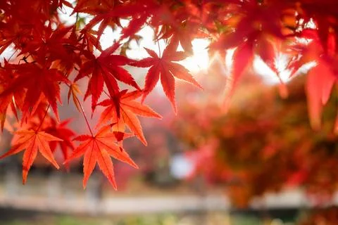 Blurred red Maple leaves in corridor garden with sunlight Stock Photos