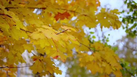Blurred Red-yellow green maple leaves on a branch. Autumn concept. Stock Footage 162240053