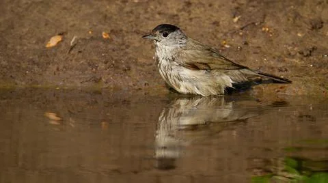 Blurred reflection of eurasian blackcap diving into the water in summer 写真素材