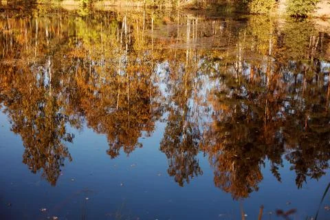 Blurred reflection of fall yellow forest in the lake or pond, autumn time. Stock Photos