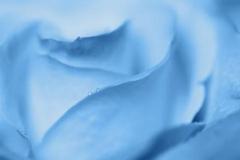 Blurred rose macro, abstract background in Classic Blue colour, close-up. Col Stock Photos