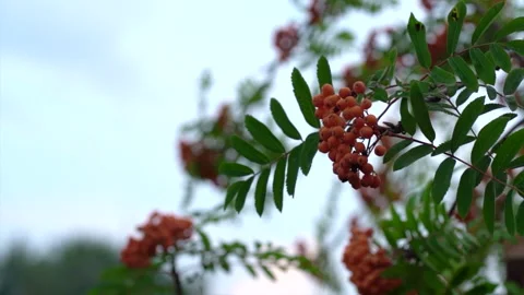 Blurred Rowan berries on rowan tree moving. Stock Footage 159611562