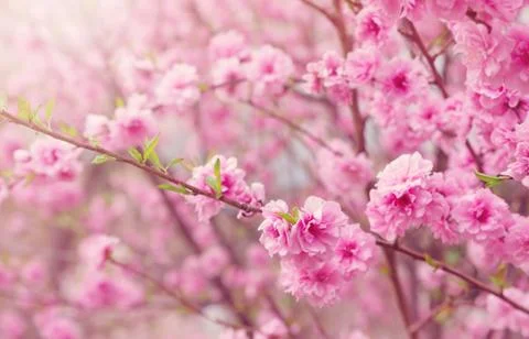 Blurred sakura tree background Stock Photos