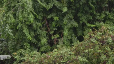 Blurred serene view of rainy forest landscape Stock Footage 294940643